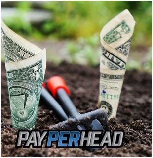 Premium Pay Per Head Tools & Features